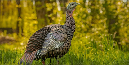 HDR Hen Turkey Decoy | Durable Realistic Lifelike Standing Hunting Decoy with 2 Removable Heads, Carry Bag & Integrated